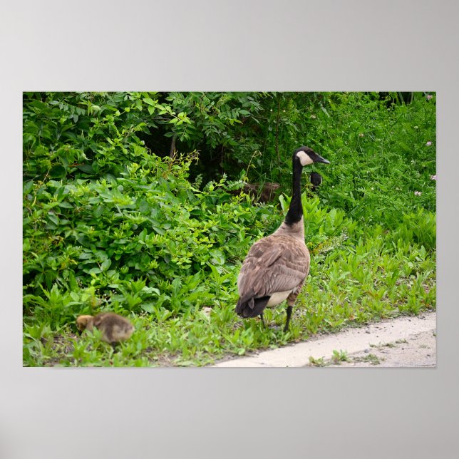 Canada Goose and Gosling Poster (Vorne)