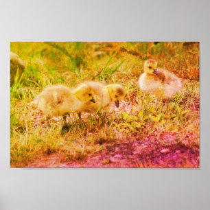 Canada Goose Babys Wildlife Art Poster