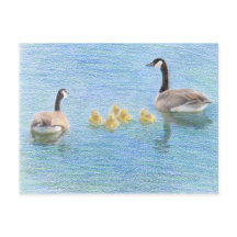 Canada Goose Family Fine Art Nature Postcard