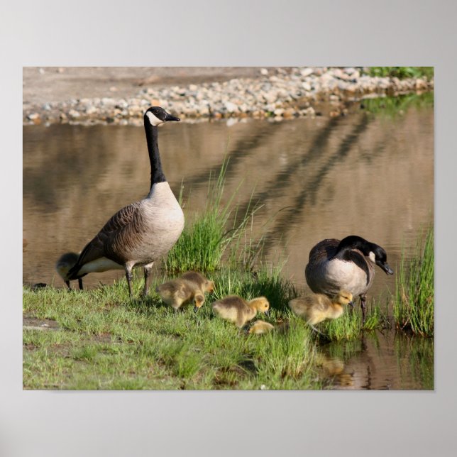 Canada Goose Family Wildlife Poster (Vorne)