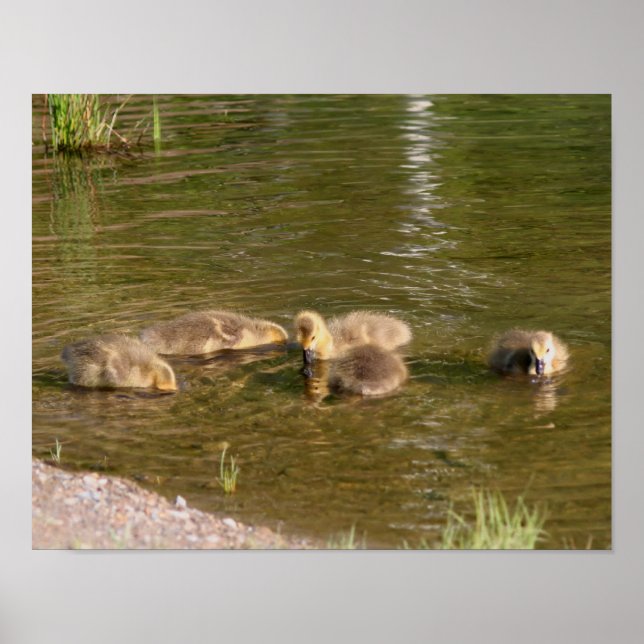 Canada Goose Gosling Babies Wildlife Poster (Vorne)
