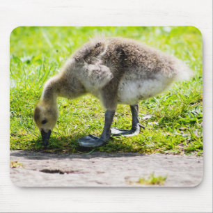 Canada Goose Gosling Mousepad