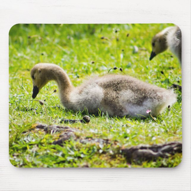 Canada Goose Gosling Mousepad (Vorne)