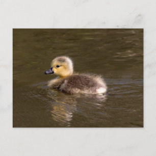 Canada Goose Gosling Postkarte