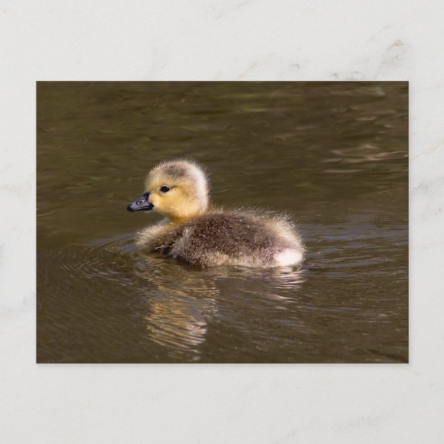 Canada Goose Gosling Postkarte (Vorderseite)