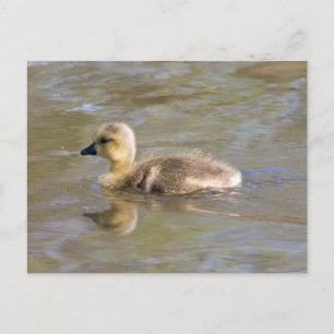 Canada Goose Gosling Postkarte