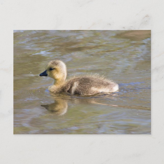 Canada Goose Gosling Postkarte (Vorderseite)
