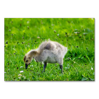 Canada Goose Gosling Tischnummer