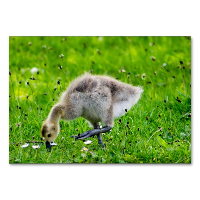 Canada Goose Gosling Tischnummer (Vorderseite)