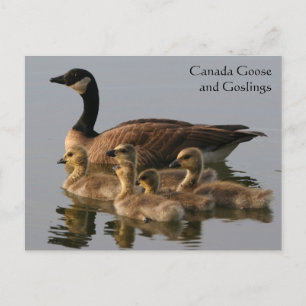 Canada Goose & Goslings Wildlife Series # 17 Postkarte