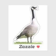 Canada Goose Honking