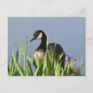 Canada Goose Irises Animal Art Postcard Postkarte