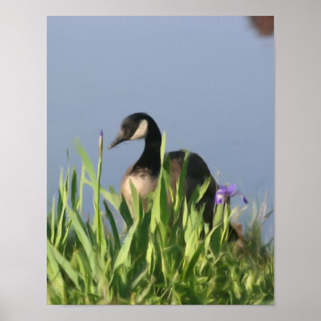 Canada Goose Irises Natureainting Poster (Vorne)