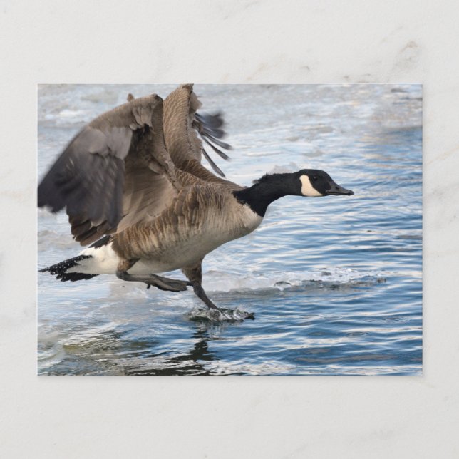 Canada goose Landing on winter lake Postkarte (Vorderseite)