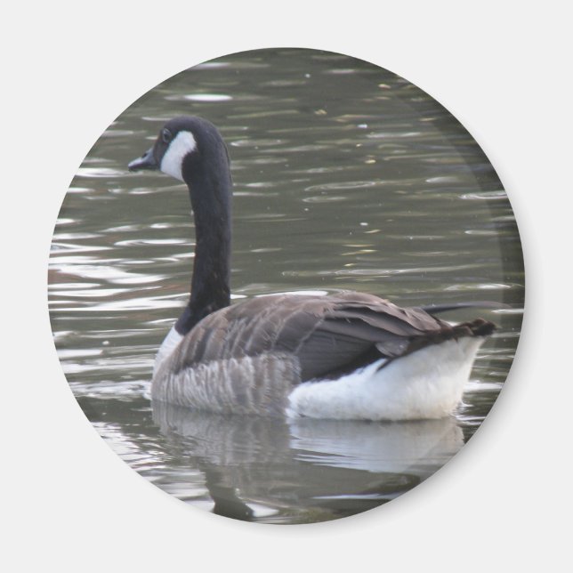 Canada Goose Magnet (Vorne)