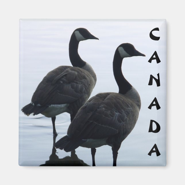 Canada Goose Magnet Canada Souvenir Kühlschrankmag (Vorne)