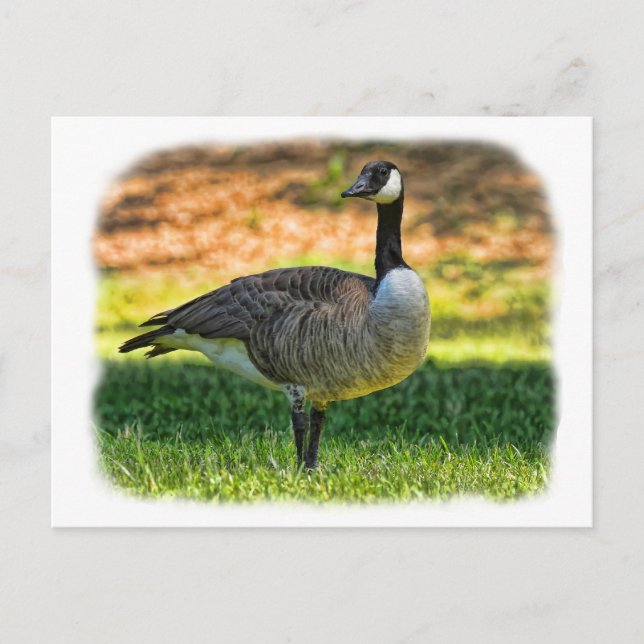 CANADA GOOSE POSTKARTE (Vorderseite)