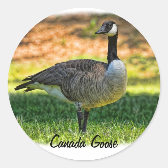 CANADA GOOSE RUNDER AUFKLEBER (Vorderseite)