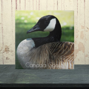 Canada Goose Wildlife Foto Fliese