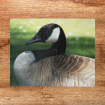 Canada Goose Wildlife Foto
