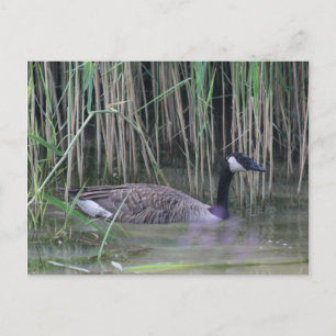 Canada Goose Wildlife Nature Foto Postkarte