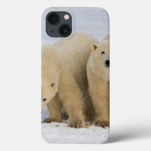 Canada, Hudson Bay. Polar bear mother with two iPhone 13 Hülle