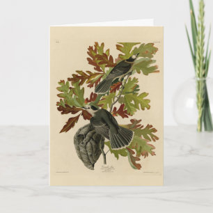 Canada Jay (Gray Jay) - Audubon's Birds of America Karte