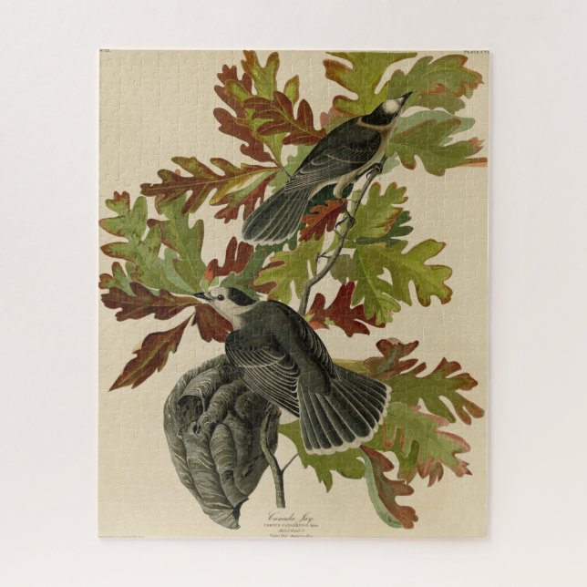 Canada Jay (Gray Jay) - Audubon's Birds of America Puzzle (Vertikal)