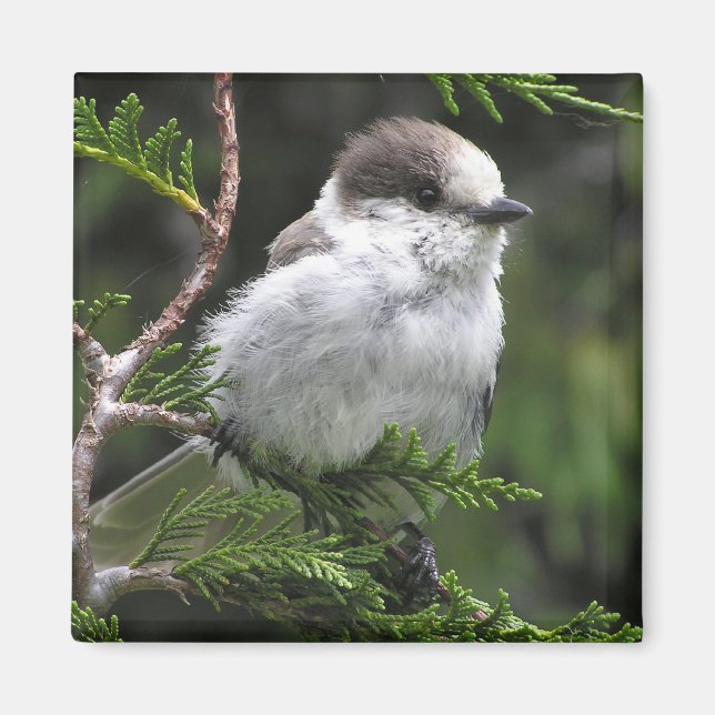 Canada Jay Magnet (Vorne)