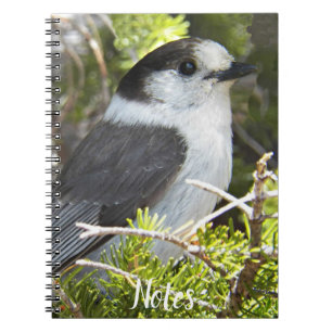 Canada Jay Nature Foto Notizblock