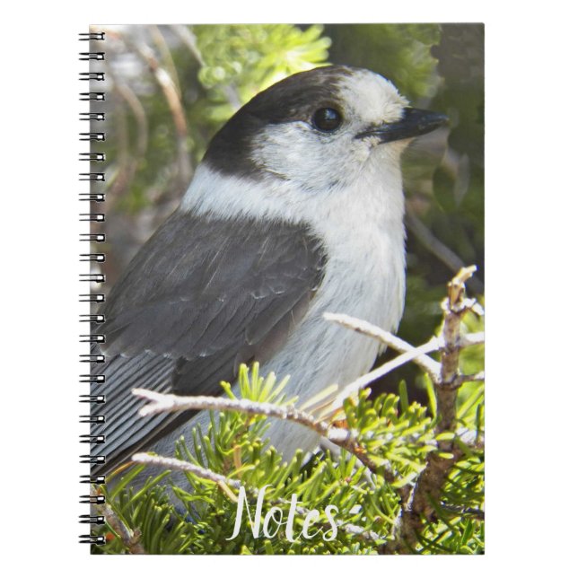 Canada Jay Nature Foto Notizblock (Vorderseite)