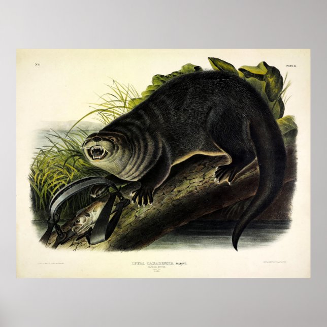Canada Otter (Fluss Otter) - Audubons Quadrupeds Poster (Vorne)