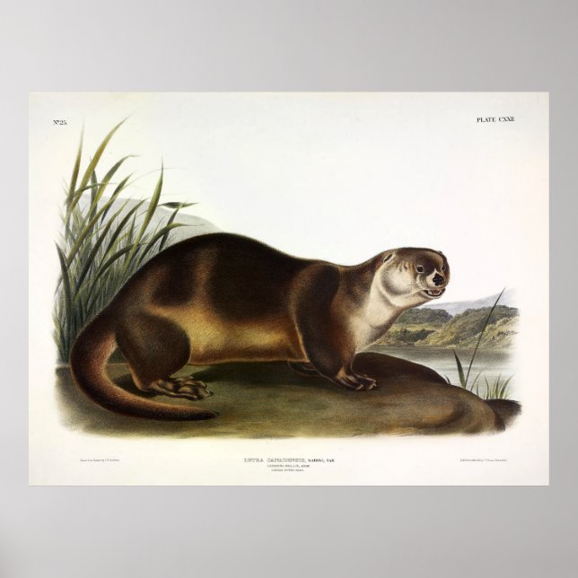 Canada Otter, North American River Otter - Audubon Poster (Vorne)