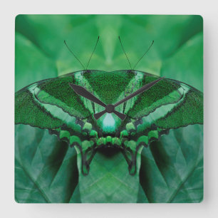 Canada, Victoria, Victoria Butterfly Gardens Quadratische Wanduhr