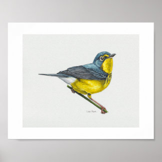 Canada Warbler Art Print Poster