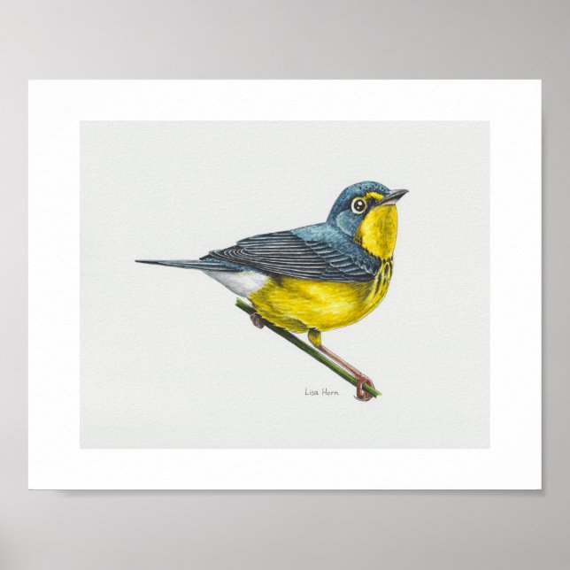 Canada Warbler Art Print Poster (Vorne)