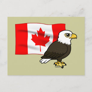 Canadian Bald Eagle Postkarte