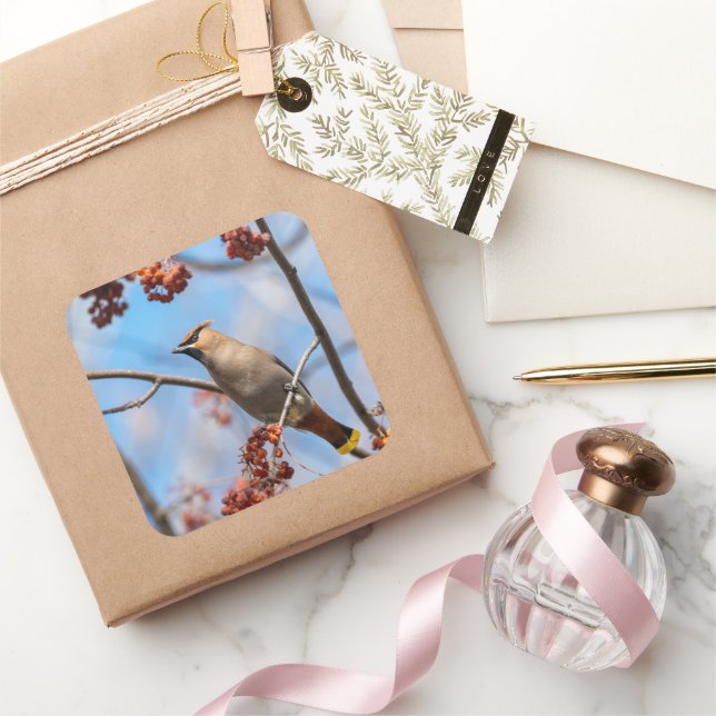 Canadian Brown Bohemisch Waxwing Bird Fotografy Quadratischer Aufkleber (Schenken)