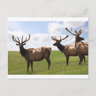 Canadian Bull Elk trio Postkarte