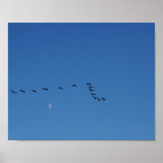 Canadian geese in flight   poster