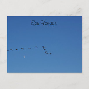 Canadian geese in flight postkarte