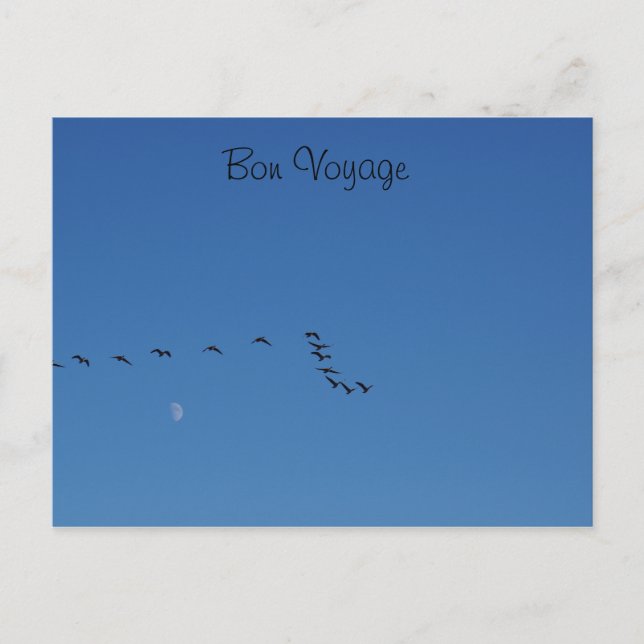 Canadian geese in flight postkarte (Vorderseite)