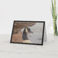 Canadian Goose Portrait