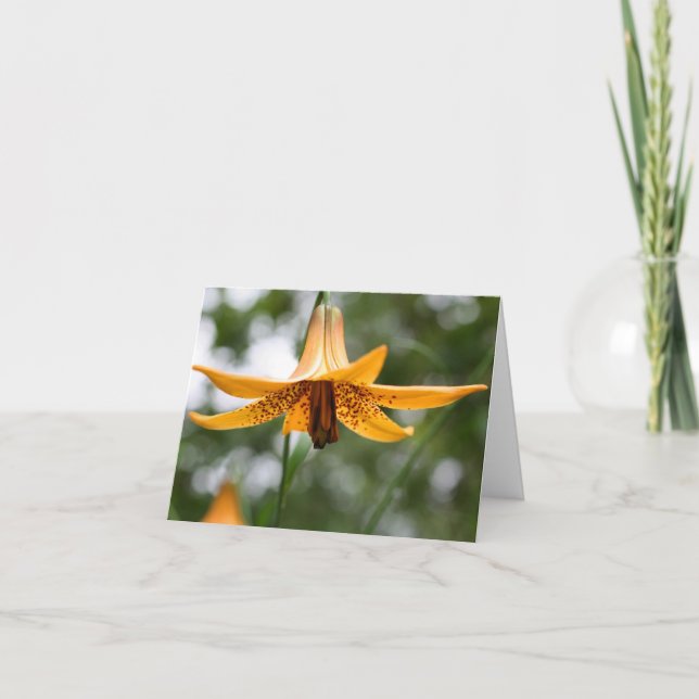 Canadian Lily Flower Photography  (Vorderseite)