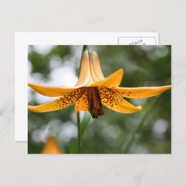 Canadian Lily Flower Photography Personalized Postkarte (Vorne/Hinten)