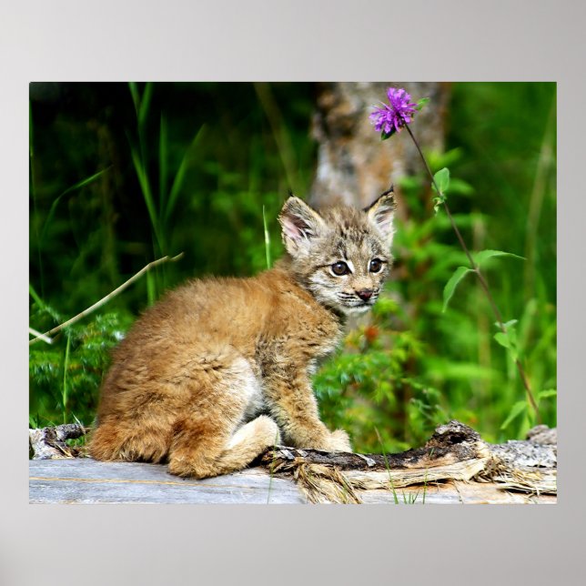 Canadian Lynx Kitten Poster (Vorne)