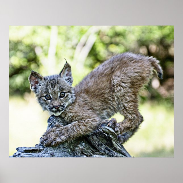 Canadian Lynx Kitten Poster (Vorne)