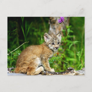 Canadian Lynx Kitten Postkarte