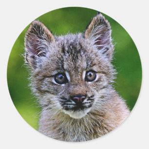 Canadian Lynx Kitten Runder Aufkleber