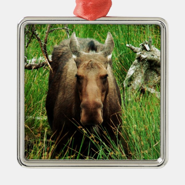 Canadian Moose Ornament Aus Metall (Vorne)